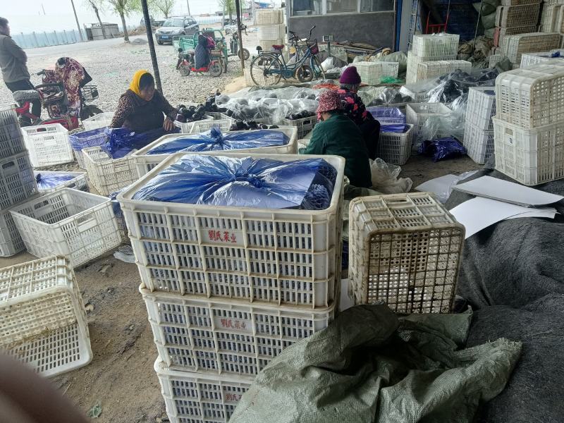 山东省青州市优质精品圆茄