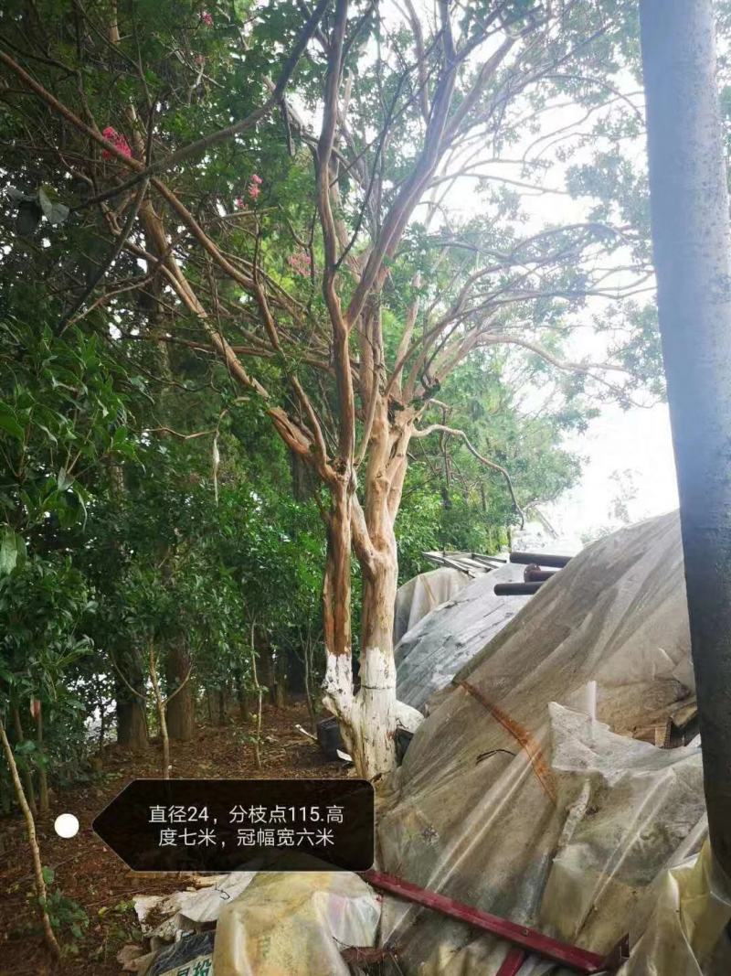 原生大红紫薇树米径18-28-25-28-30-32分