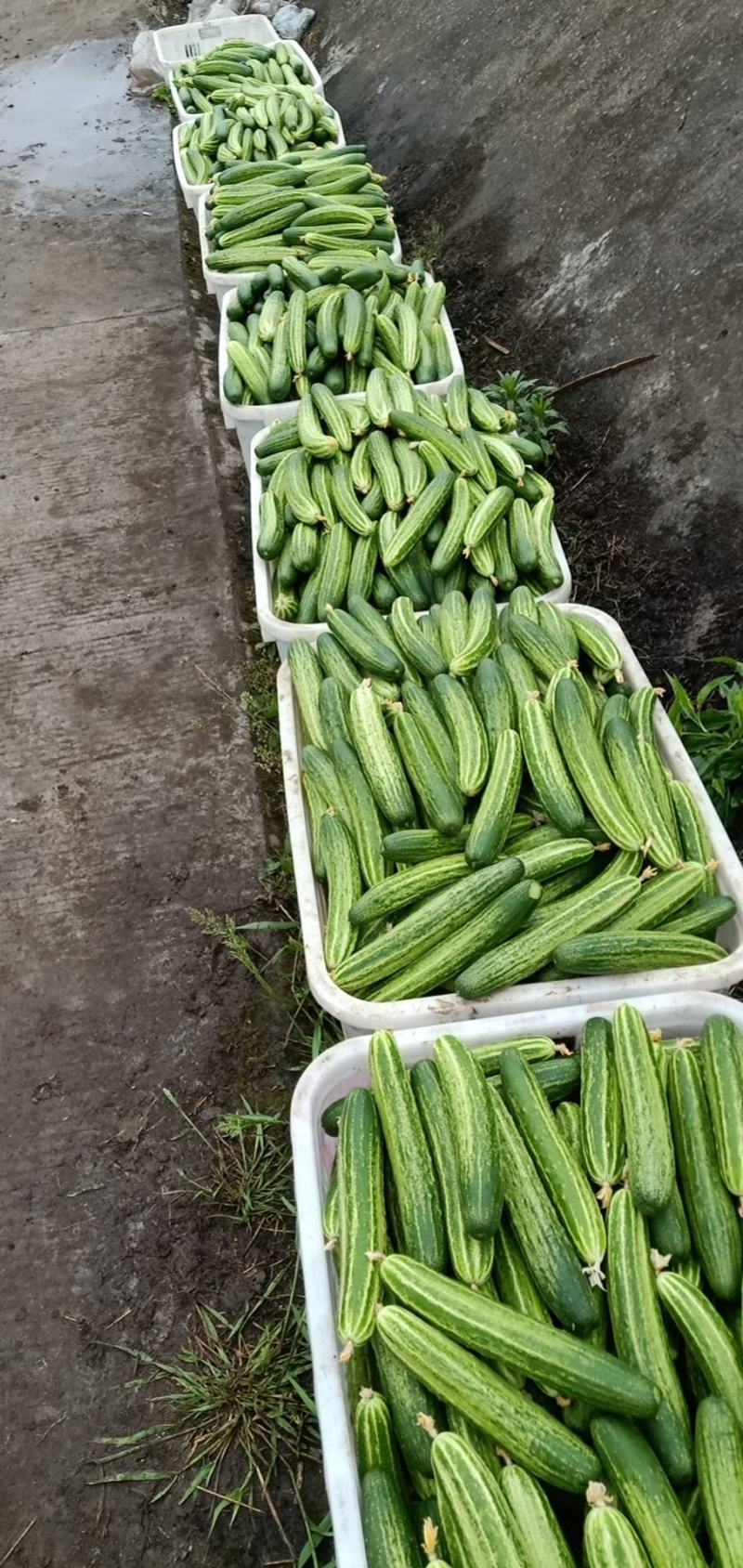 四川精品小黄瓜基地直发，