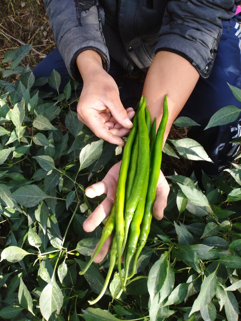 优质西瓜苗，线椒苗，各种菜苗供应中