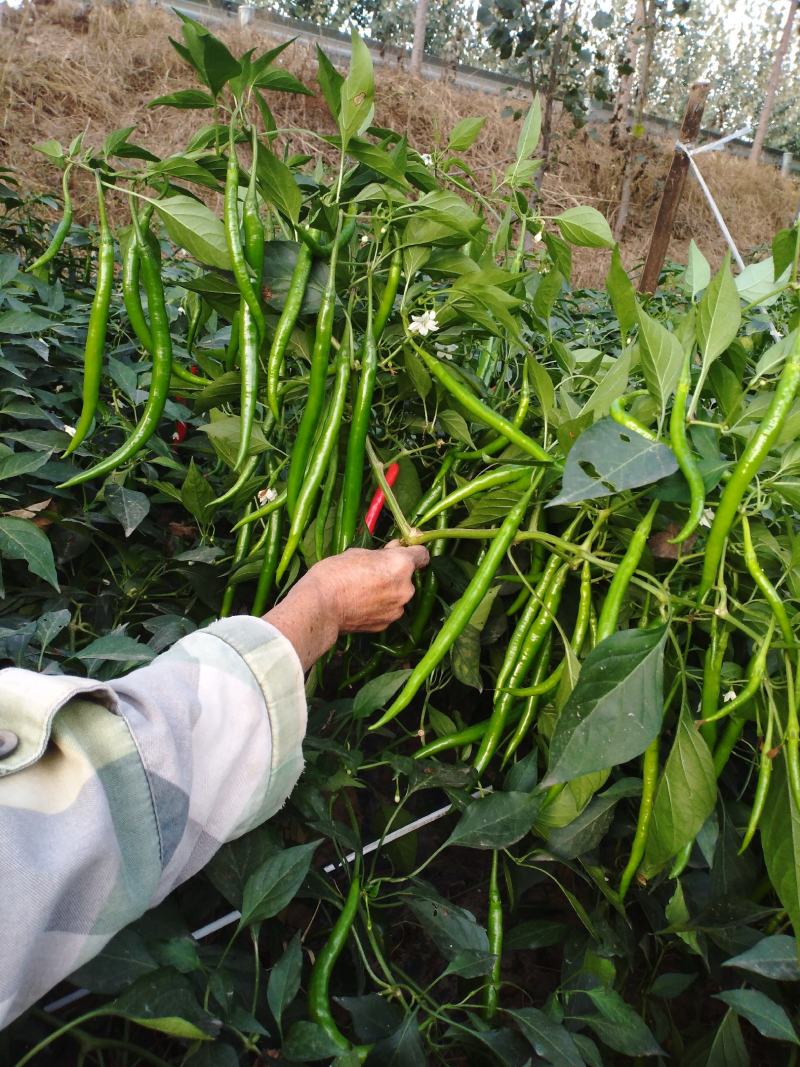 优质西瓜苗，线椒苗，各种菜苗供应中