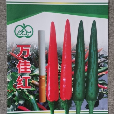 朝天椒种子辣椒种子种子