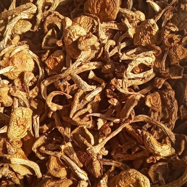 滑子菇货好，价格实惠