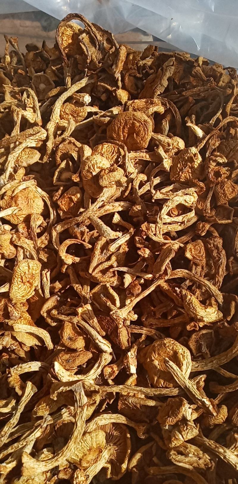 滑子菇货好，价格实惠