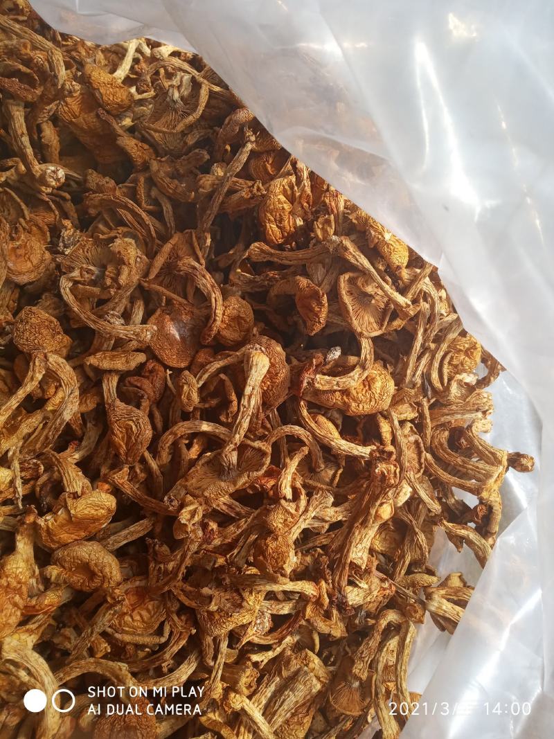 滑子菇货好，价格实惠