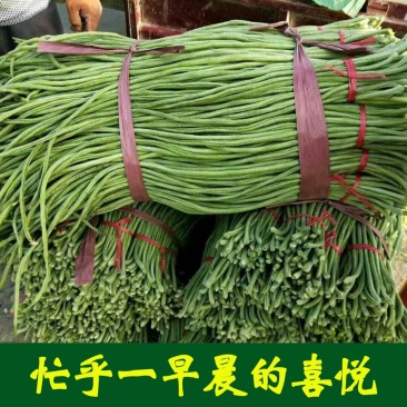 精品山东长豆角60厘米以上一手货源实力代办全国发货