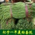 精品山东长豆角60厘米以上一手货源实力代办全国发货