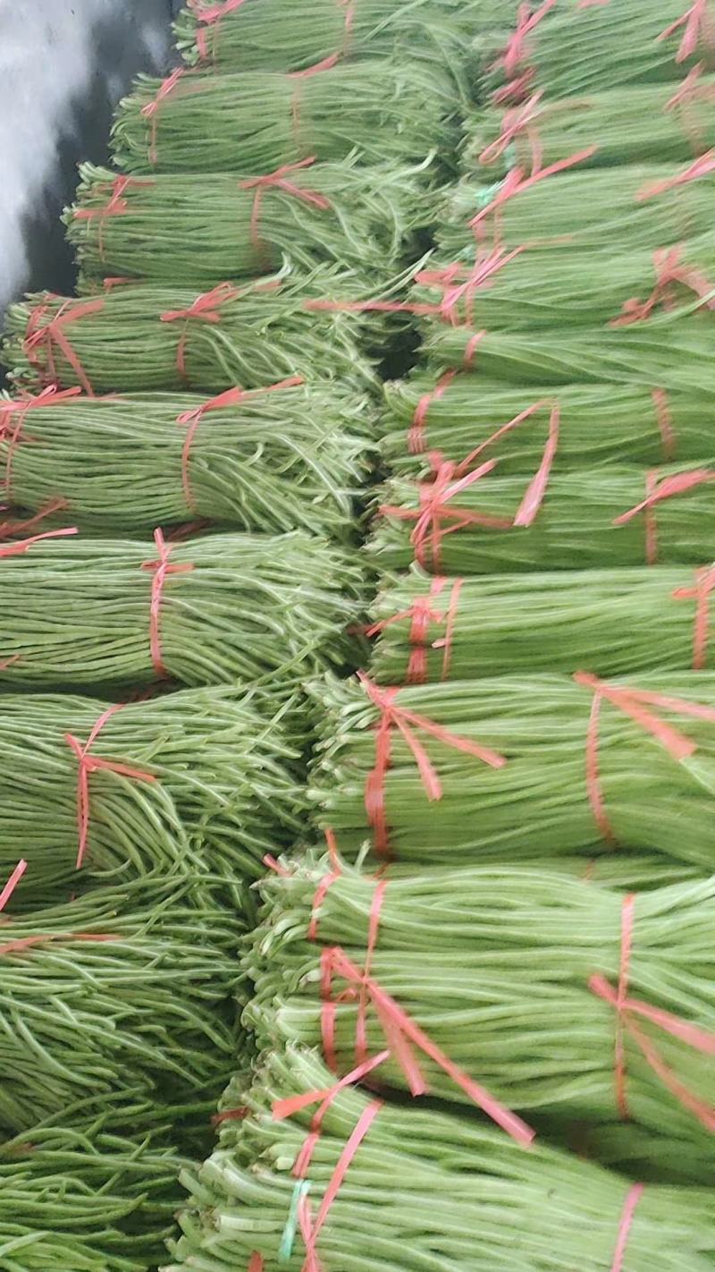 精品山东长豆角60厘米以上一手货源实力代办全国发货