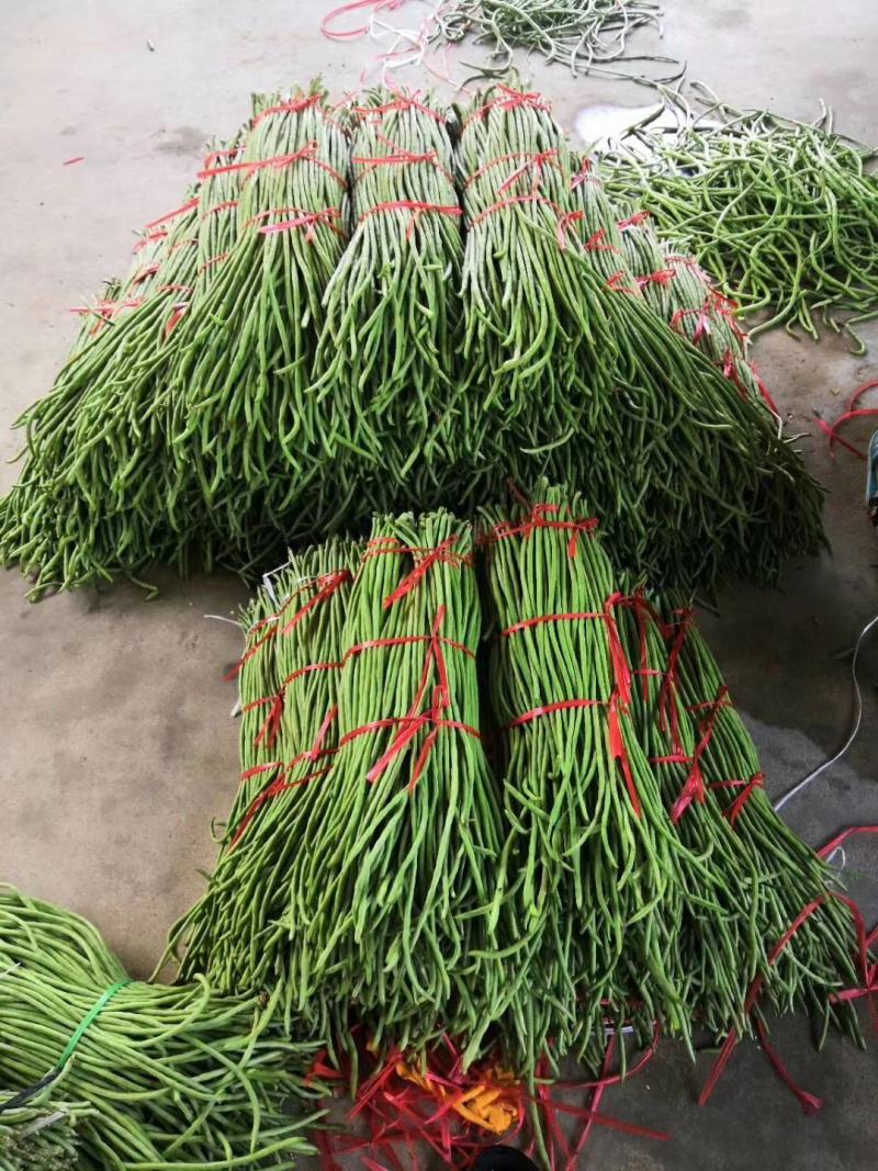 精品山东长豆角60厘米以上一手货源实力代办全国发货
