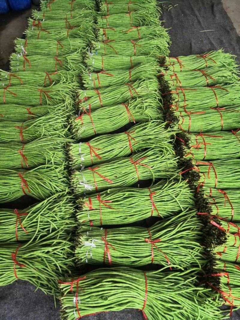 精品山东长豆角60厘米以上一手货源实力代办全国发货