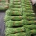 精品山东长豆角60厘米以上一手货源实力代办全国发货