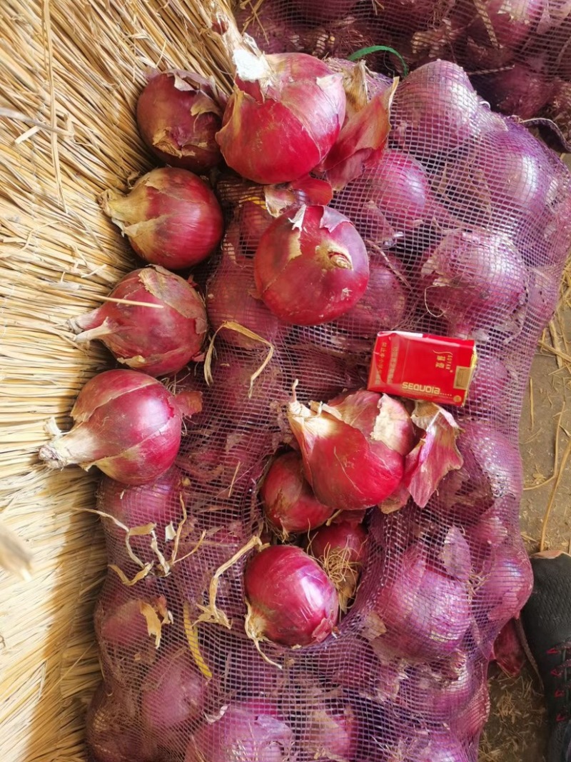 紫皮洋葱黄皮红皮挑选市场食堂加工厂电商平台赶大集大个