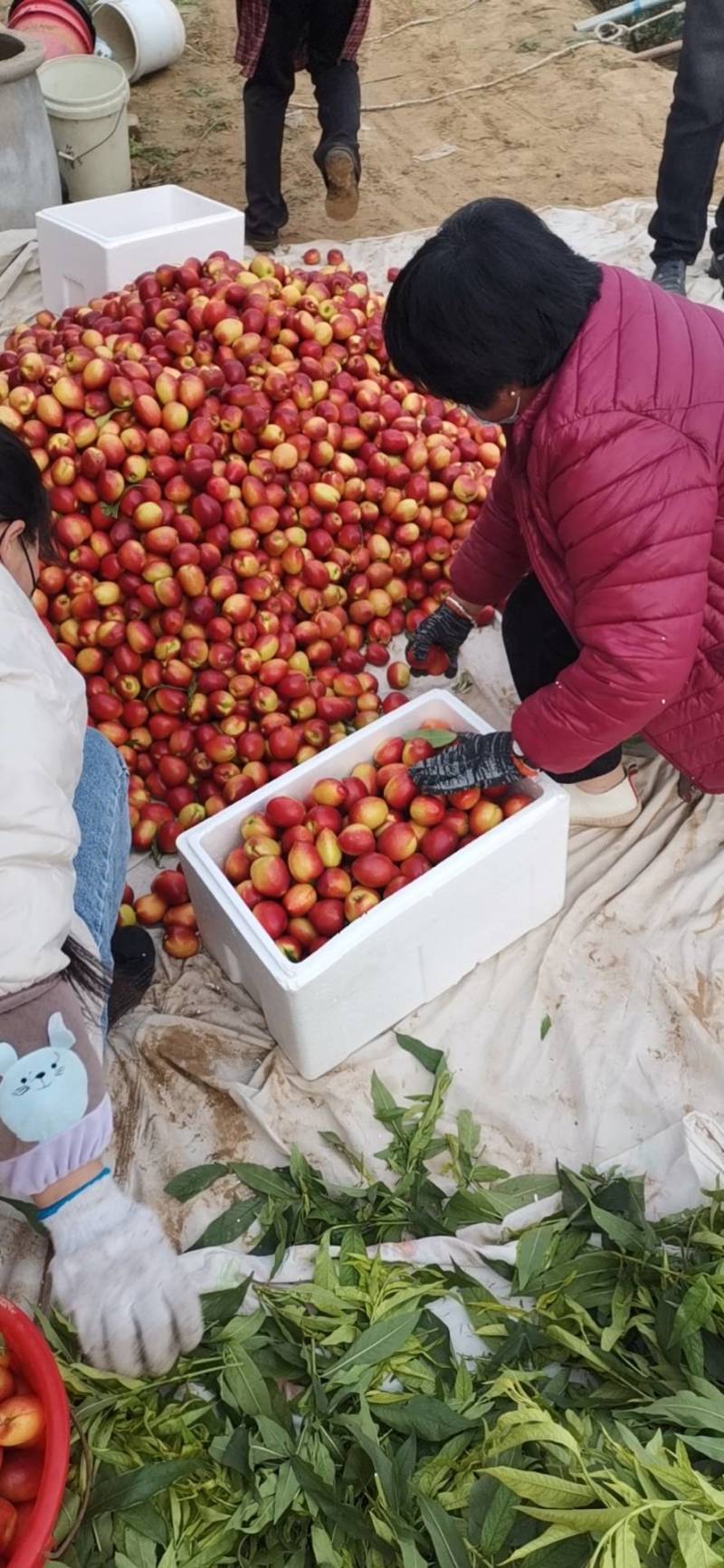 万母油桃基地，山东纯沙土油桃，4月份大量上市，现摘现发