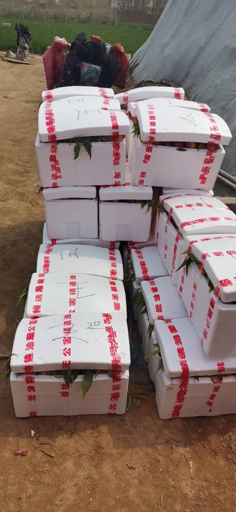 万母油桃基地，山东纯沙土油桃，4月份大量上市，现摘现发