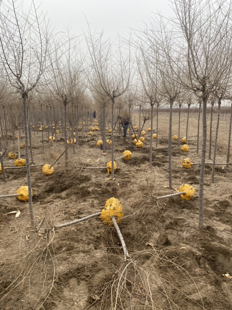 金叶榆球（土球和美植袋均有）苗圃直供