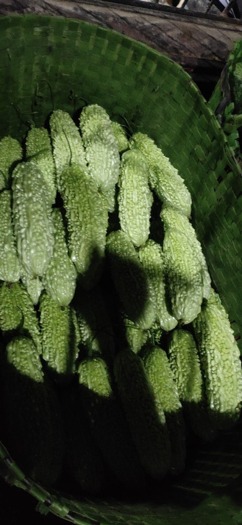 白玉苦瓜大量上市中货好新鲜大量上市中欢欢各位大佬前来考查