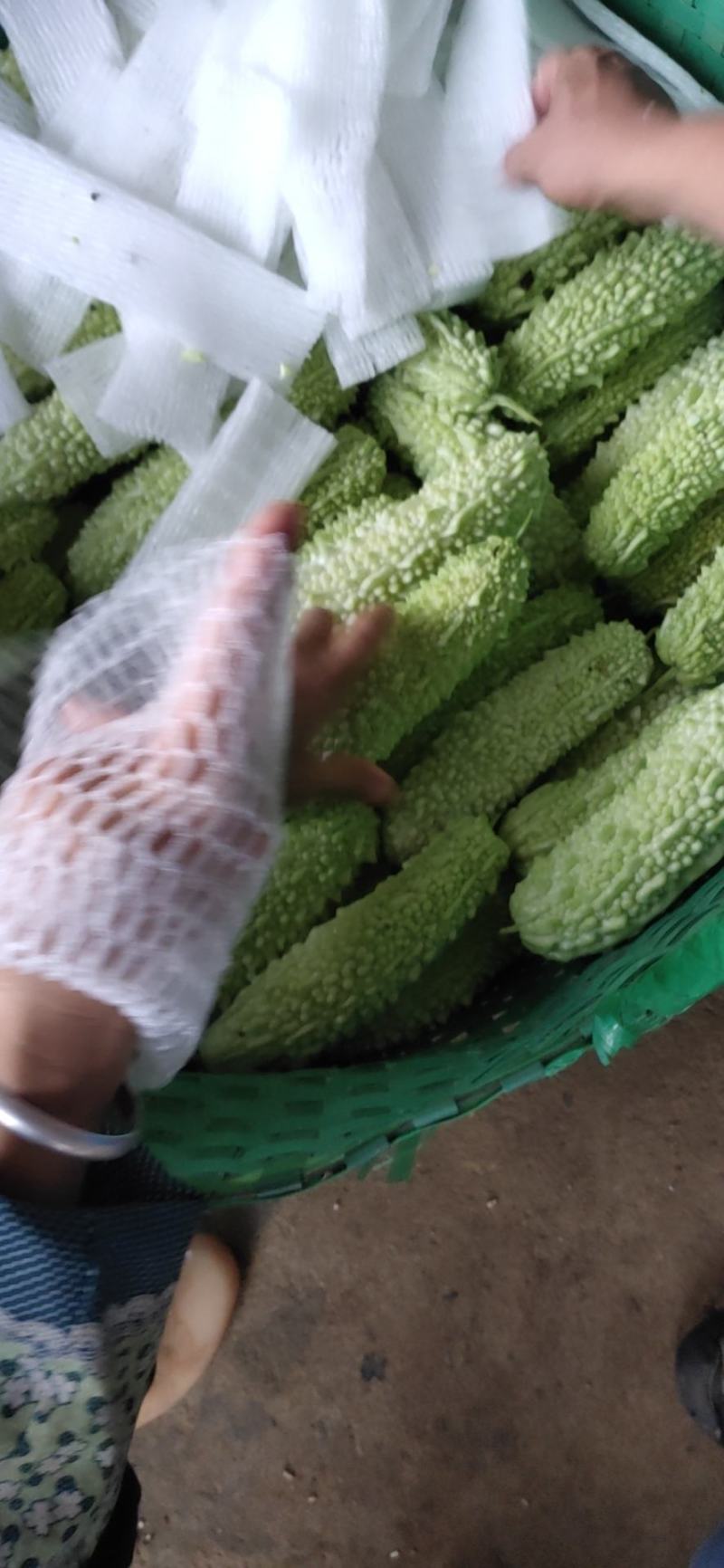 白玉苦瓜大量上市中货好新鲜大量上市中欢欢各位大佬前来考查