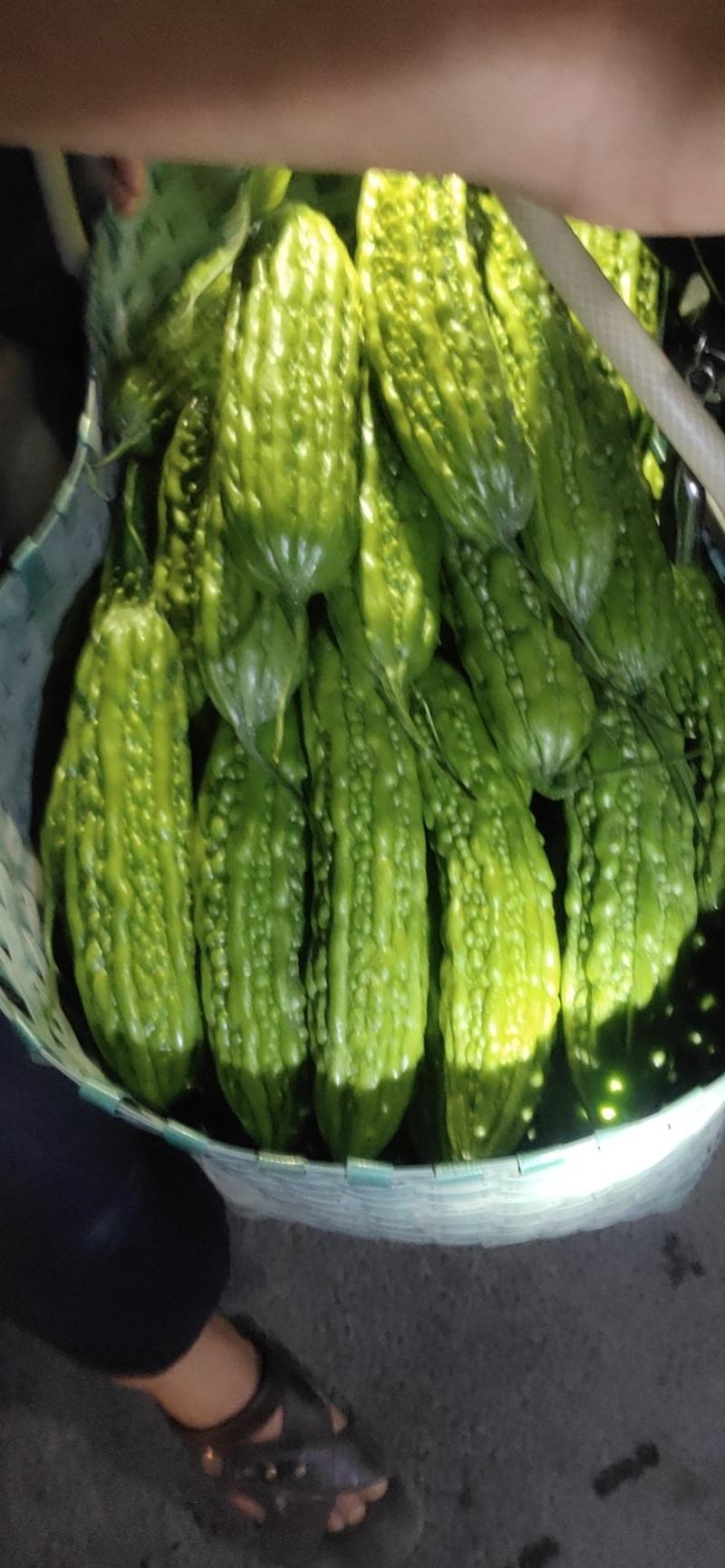 白玉苦瓜大量上市中货好新鲜大量上市中欢欢各位大佬前来考查