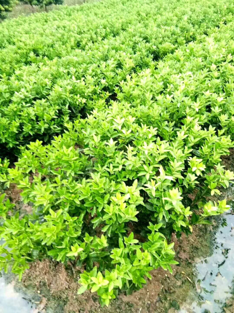 大果茂谷柑优质品种苗广西灵山县丰收果苗场