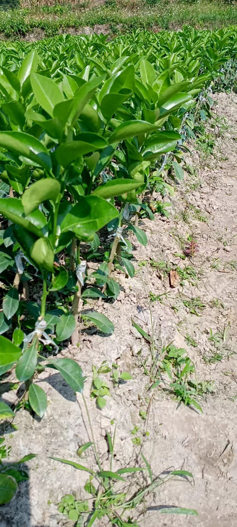 大果茂谷柑优质品种苗广西灵山县丰收果苗场