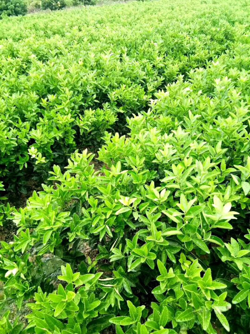大果茂谷柑优质品种苗广西灵山县丰收果苗场