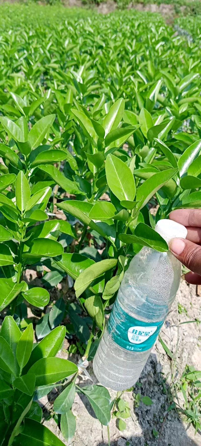 大果茂谷柑优质品种苗广西灵山县丰收果苗场