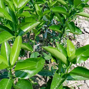 大果茂谷柑优质品种苗广西灵山县丰收果苗场