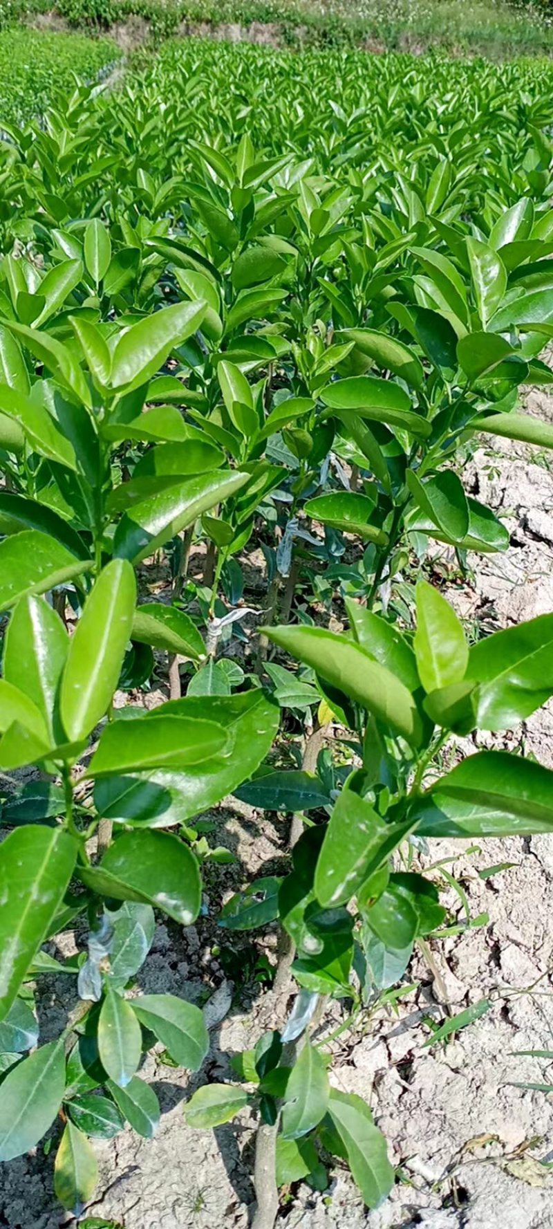 大果茂谷柑优质品种苗广西灵山县丰收果苗场