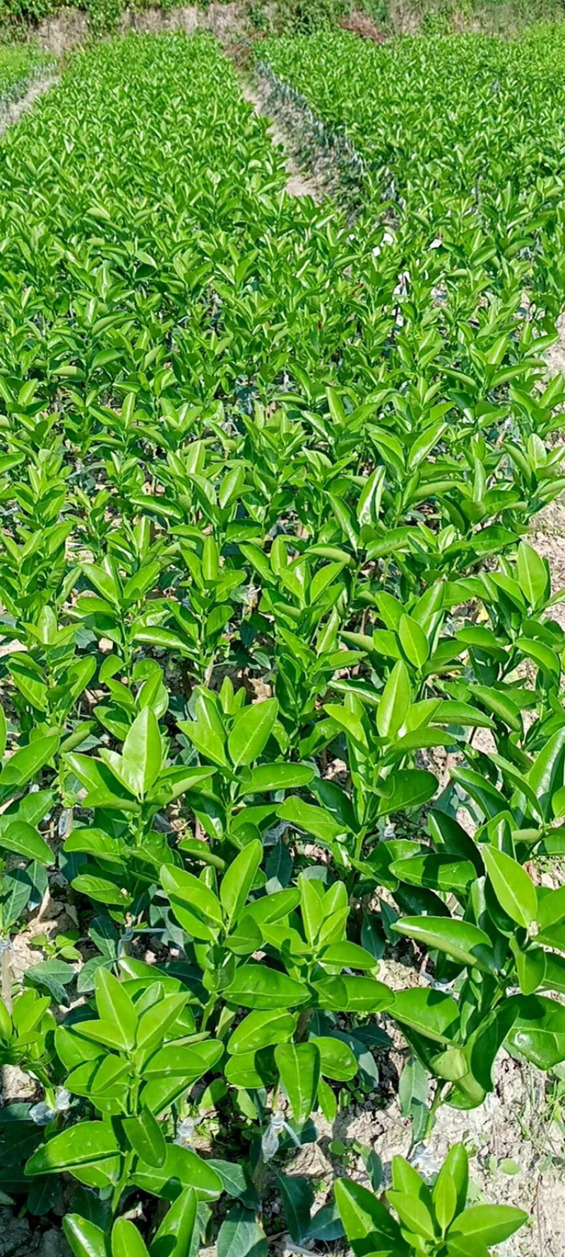 大果茂谷柑优质品种苗广西灵山县丰收果苗场