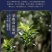 正山小种红茶特级茶叶正宗浓香型红茶叶高山红茶新茶茶园直