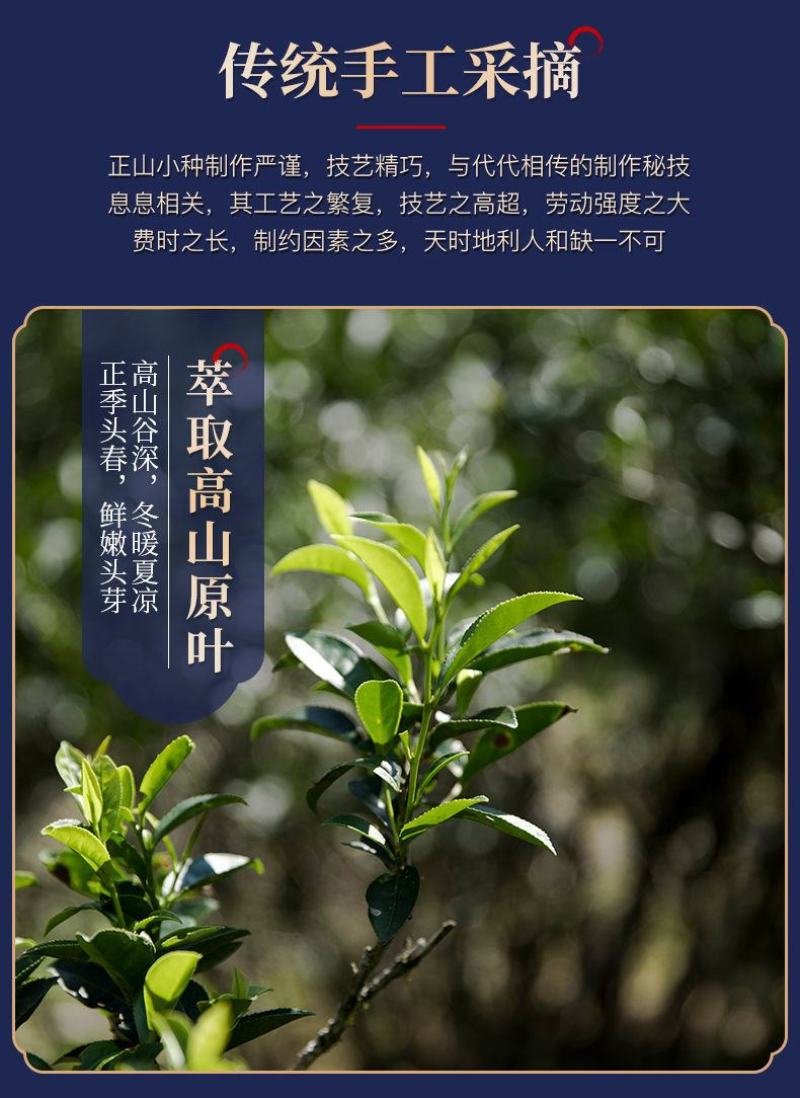 正山小种红茶特级茶叶正宗浓香型红茶叶高山红茶新茶茶园直