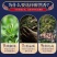 正山小种红茶特级茶叶正宗浓香型红茶叶高山红茶新茶茶园直
