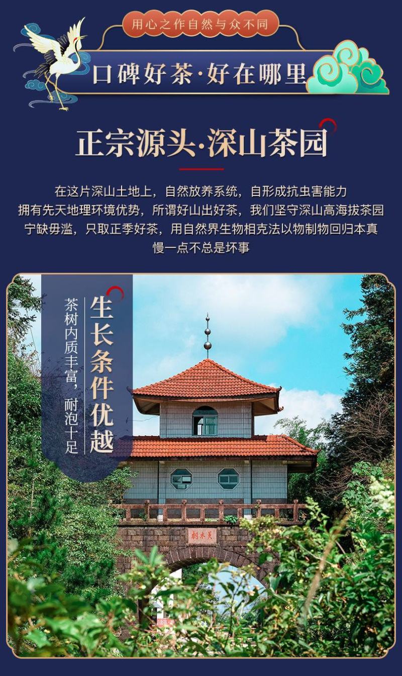 正山小种红茶特级茶叶正宗浓香型红茶叶高山红茶新茶茶园直
