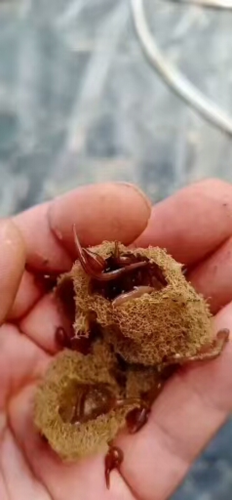 预购幼苗，开口苗，半月苗，满月苗，青年苗……
