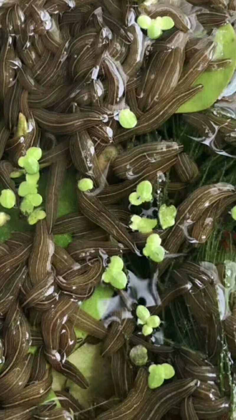 预购幼苗，开口苗，半月苗，满月苗，青年苗……