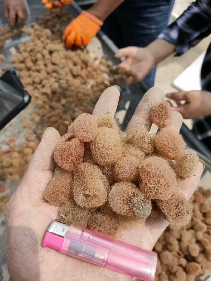 预购幼苗，开口苗，半月苗，满月苗，青年苗……