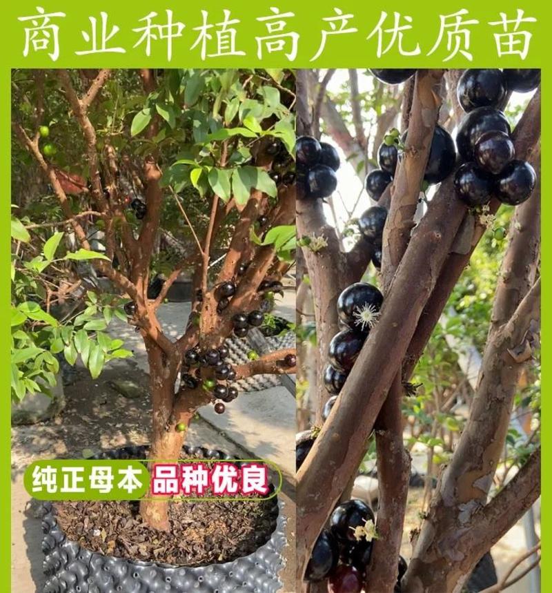 正宗台湾嘉宝果树苗树葡萄苗苗四季南方北方种植果苗当年结果