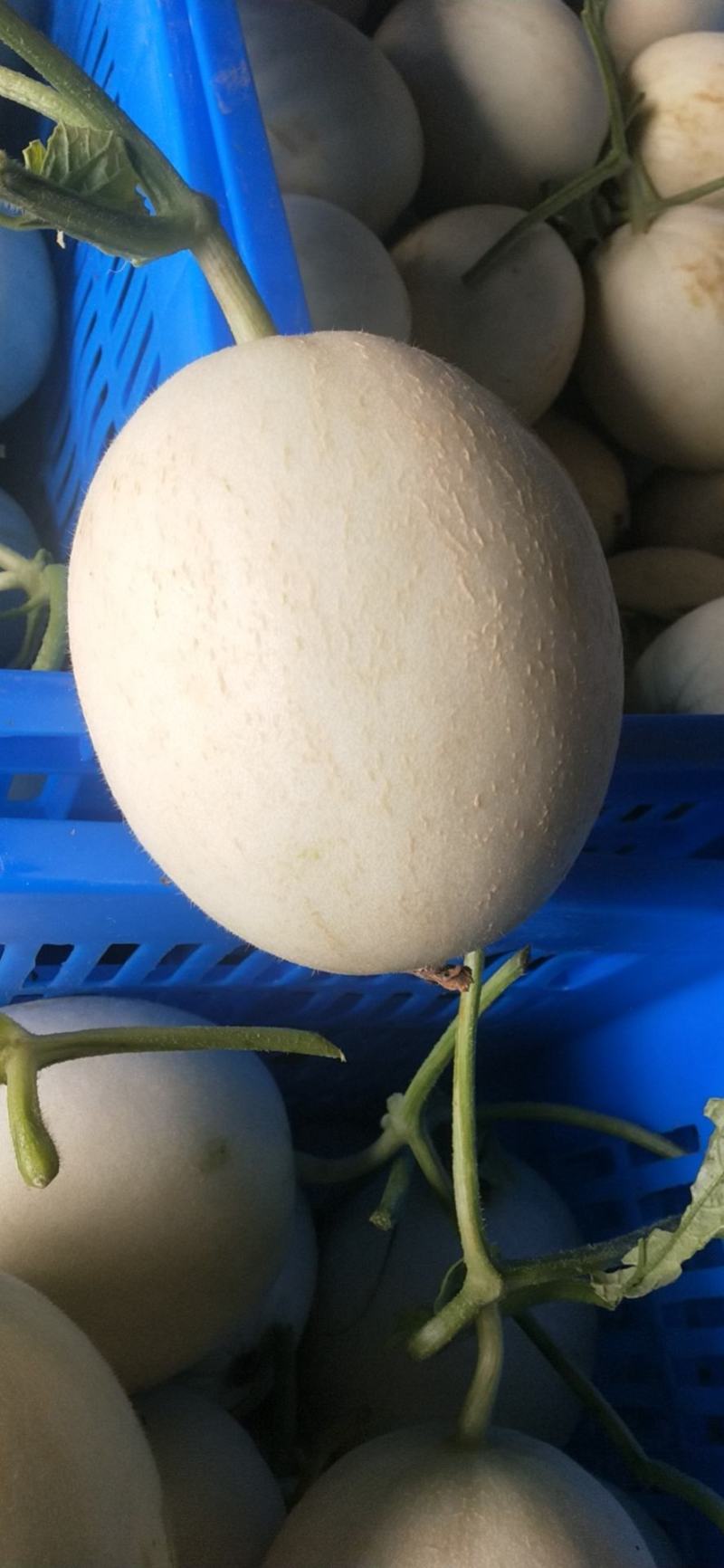 玉菇东方蜜台州三门甜瓜台湾玉菇大量上市2斤以上糖度15度