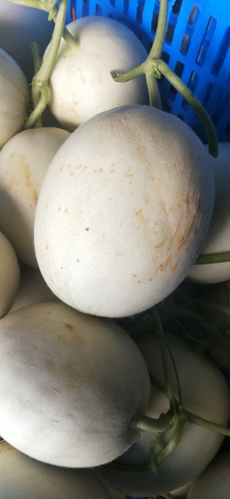 玉菇东方蜜台州三门甜瓜台湾玉菇大量上市2斤以上糖度15度