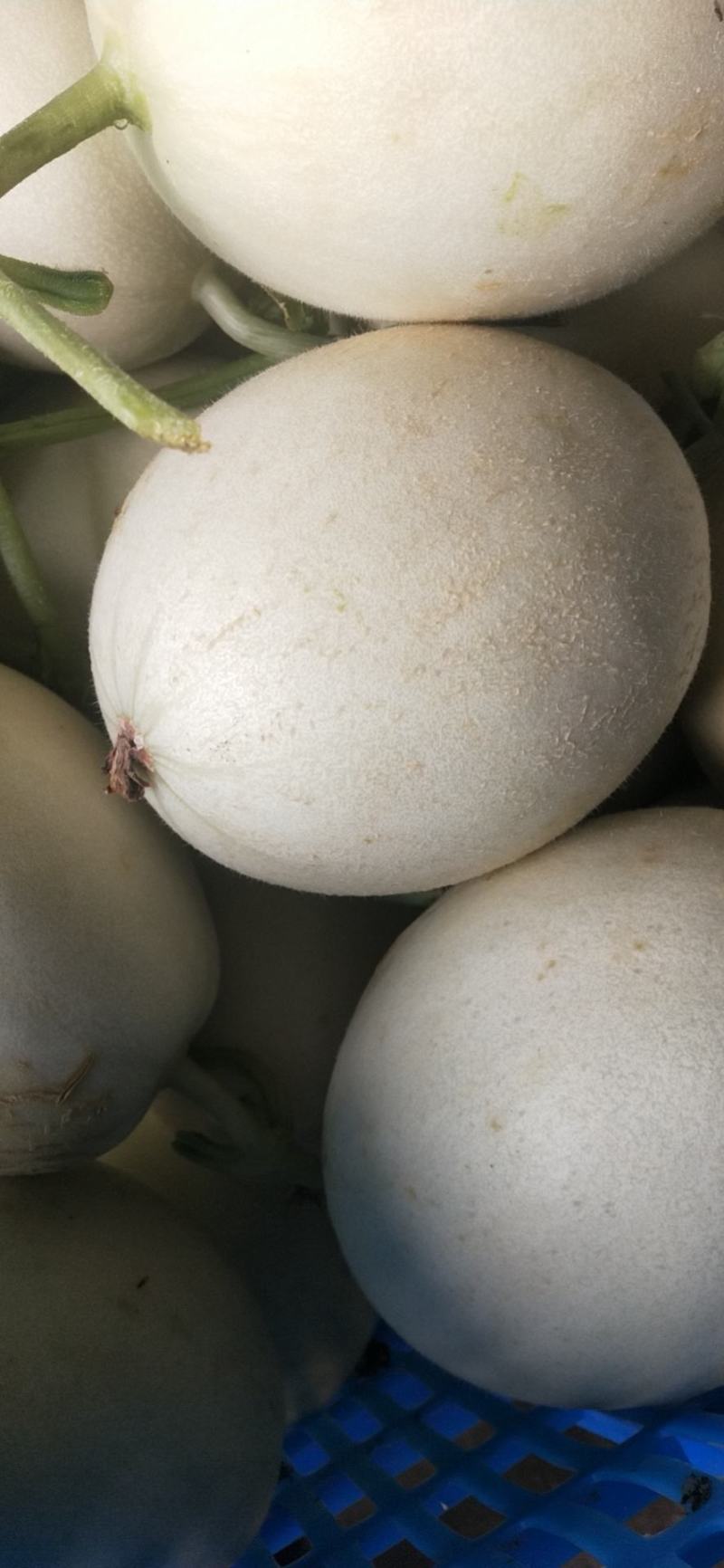 玉菇东方蜜台州三门甜瓜台湾玉菇大量上市2斤以上糖度15度