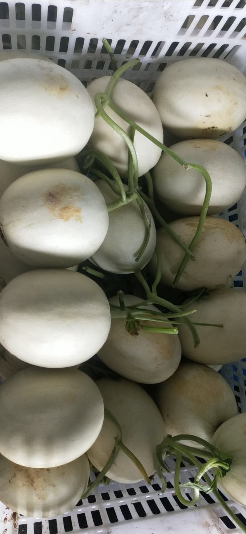 玉菇东方蜜台州三门甜瓜台湾玉菇大量上市2斤以上糖度15度