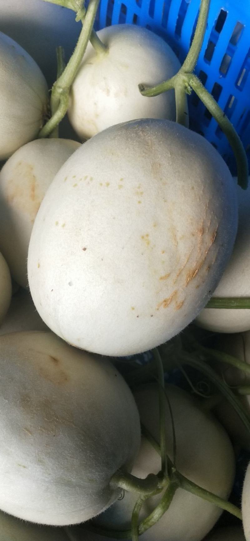 玉菇东方蜜台州三门甜瓜台湾玉菇大量上市2斤以上糖度15度