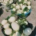 玉菇东方蜜台州三门甜瓜台湾玉菇大量上市2斤以上糖度15度
