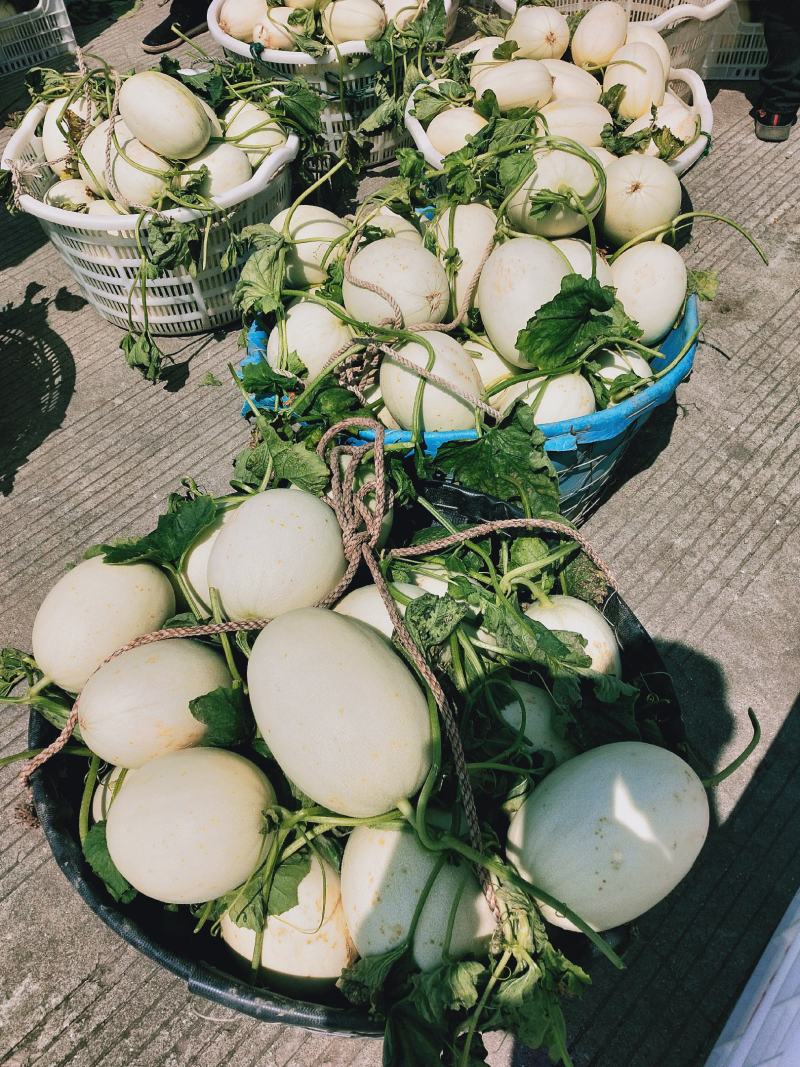 玉菇东方蜜台州三门甜瓜台湾玉菇大量上市2斤以上糖度15度