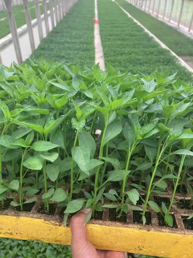 朝天椒大果型辣椒苗辣椒苗朝天椒苗线椒苗