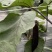 ，四川烧烤茄，黑长茄，墨茄大量上市，供货量2～4万斤。