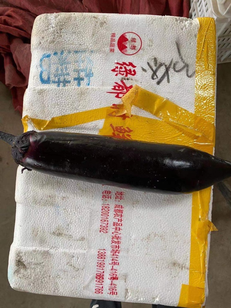 ，四川烧烤茄，黑长茄，墨茄大量上市，供货量2～4万斤。