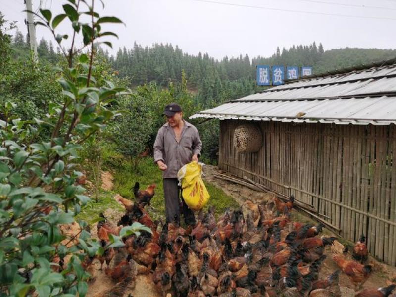 农村合作社自家散养土鸡