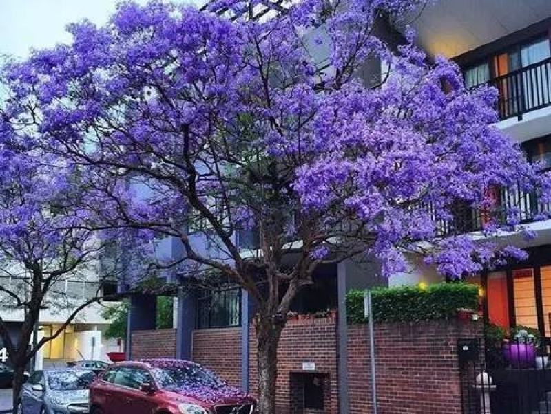 蓝花楹珍贵名树庭院园林绿化苗木南方种植观赏凤凰花风景