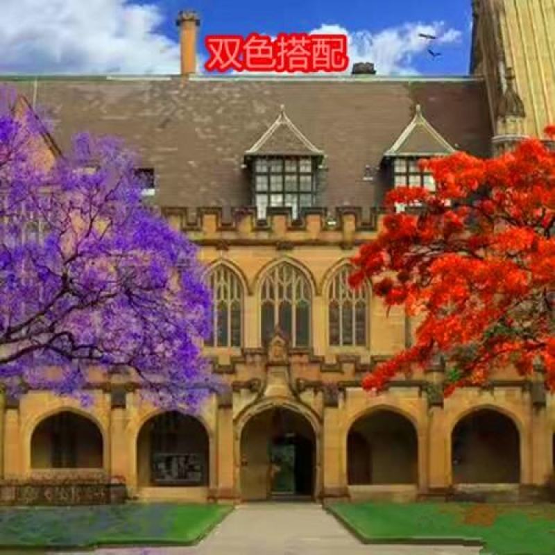蓝花楹珍贵名树庭院园林绿化苗木南方种植观赏凤凰花风景